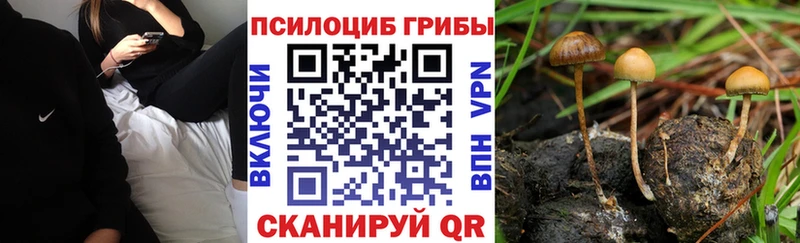 Купить  Гороховец  Псилоцибиновые грибы Psilocybine cubensis 